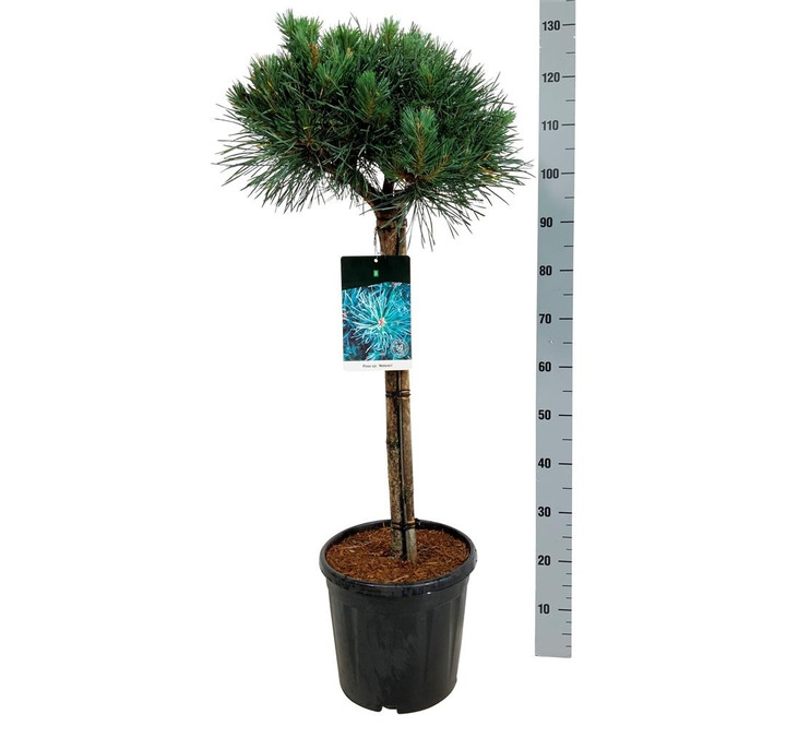 Pušis paprastoji (Lot Pinus sylv.) 'Watereri' C15 STIEBAS 70 CM  Ø30-40
