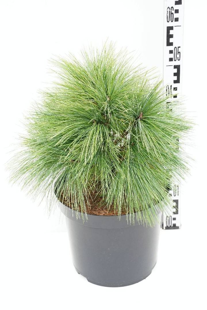 Pušis šverino (Lot Pinus schwerinii) 'Wiethorst' C12 30-40 CM