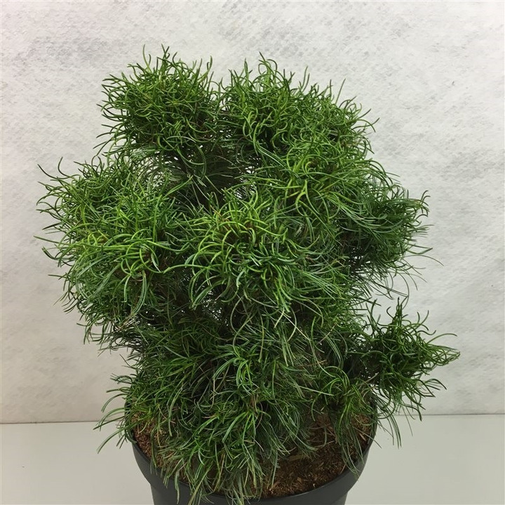 Pušis veimutinė (Lot Pinus strobus) 'Wiggles' C10 40-50 CM