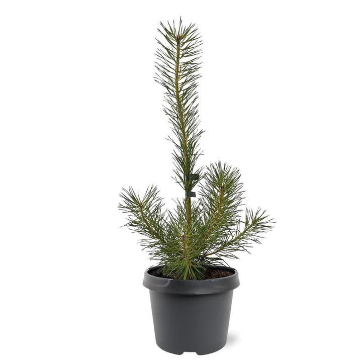 Pušis paprastoji (Lot Pinus sylvestris)  C3/P19 40-50 CM