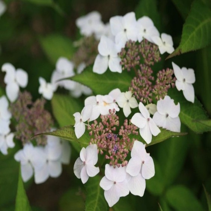 HydranTEA SERRATA C5-HORTENZIJOS-KRŪMAI
