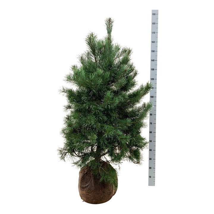 Pušis paprastoji (Lot Pinus sylvestris)  125-150 CM RB  EXTRA
