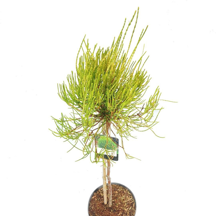Tuja rytinė (Lot Platycladus or.) 'Franky Boy' C5/P23 STIEBAS 60 CM