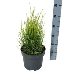 Tuja rytinė (Lot Platycladus or.) 'Franky Boy' C7,5/P26 30-40 CM - nuotrauka 2