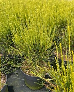 Tuja rytinė (Lot Platycladus or.) 'Franky Boy' C7,5/P26 30-40 CM - nuotrauka 3