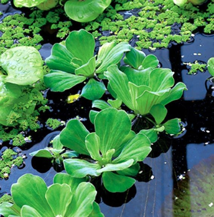 Plūdė, garbiniuotoji (Lot Potamogeton crispus)