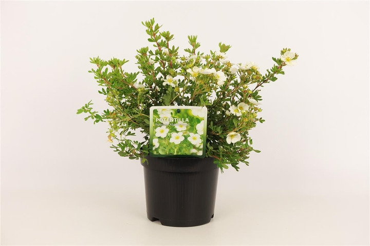 Sidabrakrūmis paprastasis (Lot Potentilla f.) 'Abbotswood' C1,5/P15 20-25 CM