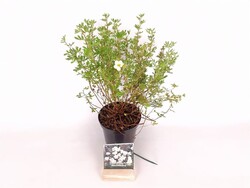 Sidabrakrūmis paprastasis (Lot Potentilla f.) 'Abbotswood' C1,5/P15 20-25 CM - nuotrauka 2