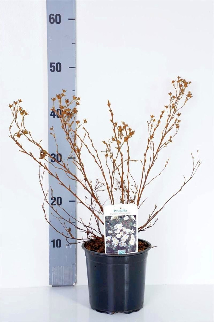 Sidabrakrūmis paprastasis (Lot Potentilla f.) 'Abbotswood' C1,5/P15 25/+ CM