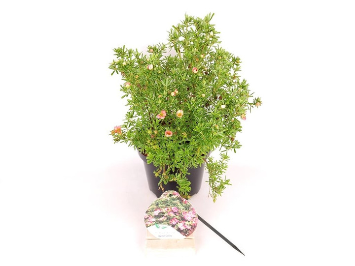 Sidabrakrūmis paprastasis (Lot Potentilla f.) 'Bellissima' C3/P19 25-30 CM