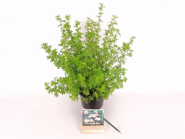 Sidabrakrūmis paprastasis (Lot Potentilla f.) 'Blink' C1,5/P15 20-25 CM