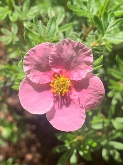 Sidabrakrūmis paprastasis (Lot Potentilla f.) 'Bella Rosa' P9 JAUNI AUGALAI 20/+ CM