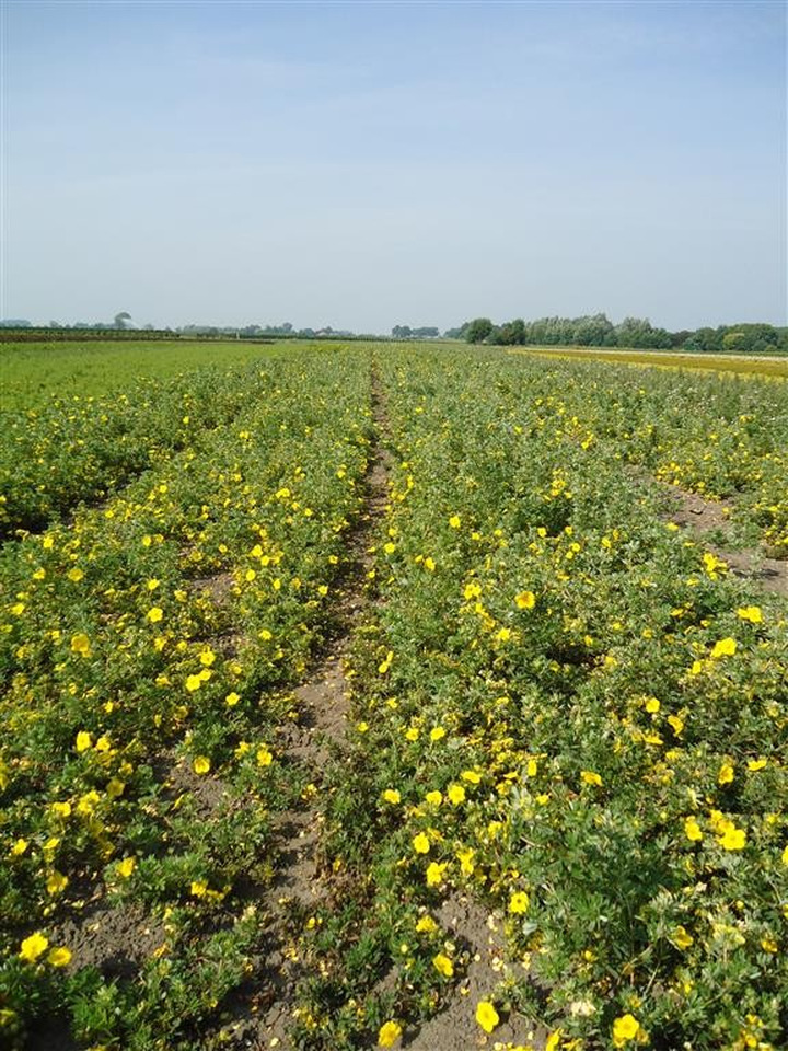 Sidabrakrūmis paprastasis (Lot Potentilla f.) 'Goldfinger' 0+2 40-60 CM