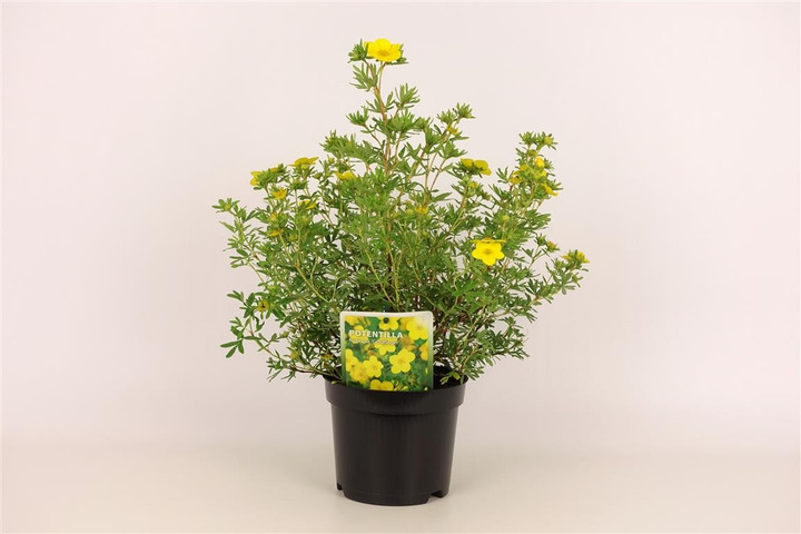 Sidabrakrūmis paprastasis (Lot Potentilla f.) 'Goldfinger' C1,5/P15 20-25 CM