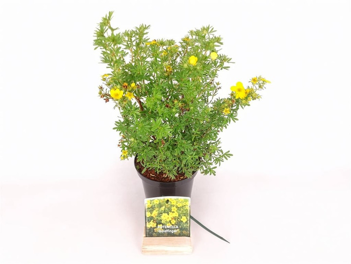 Sidabrakrūmis paprastasis (Lot Potentilla f.) 'Goldfinger' C1,5/P15 20-25 CM