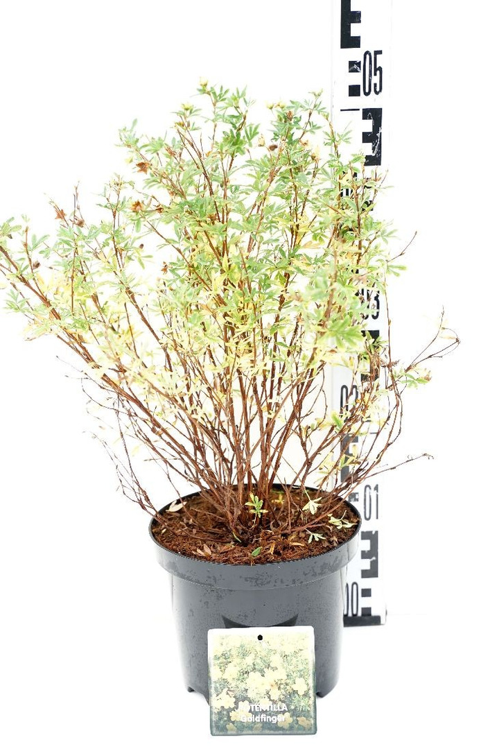 Sidabrakrūmis paprastasis (Lot Potentilla f.) 'Goldfinger' C3/P19 30-35 CM