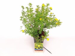 Sidabrakrūmis paprastasis (Lot Potentilla f.) 'Goldfinger' C3/P19 30-35 CM - nuotrauka 2