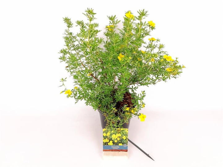 Sidabrakrūmis paprastasis (Lot Potentilla f.) 'Goldfinger' C3/P19 30-35 CM