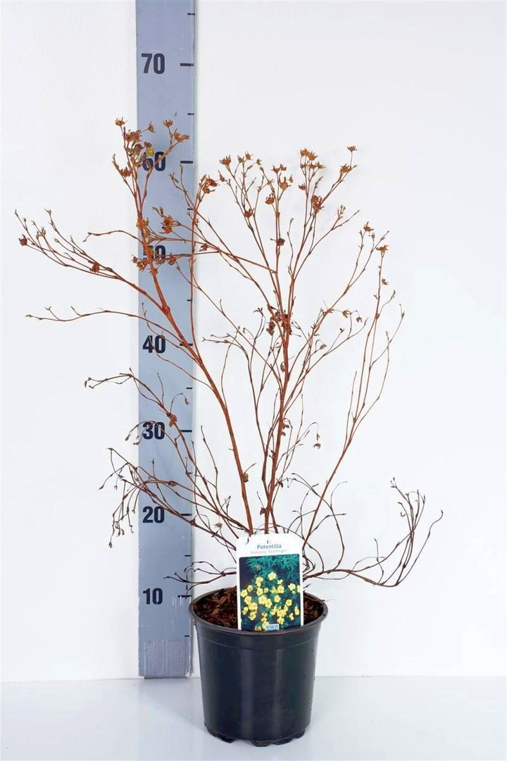 Sidabrakrūmis paprastasis (Lot Potentilla f.) 'Goldfinger' C1,5/P15 25/+ CM