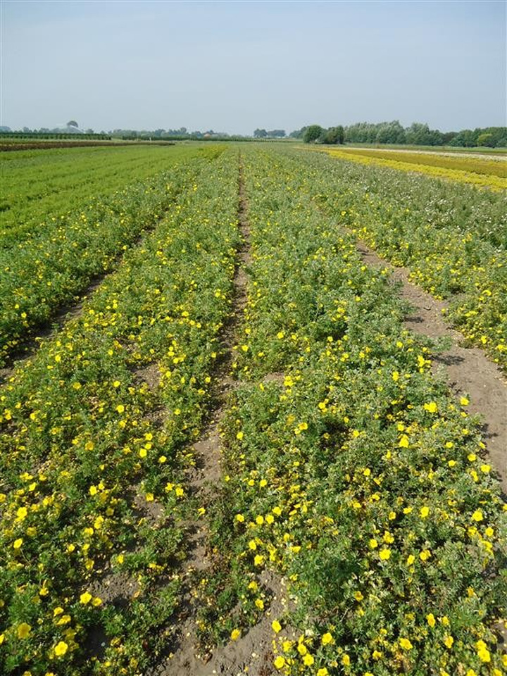 Sidabrakrūmis paprastasis (Lot Potentilla f.) 'Goldstar' 0+1 30-50 CM