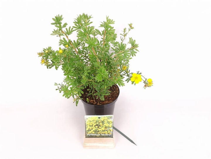 Sidabrakrūmis paprastasis (Lot Potentilla f.) 'Goldstar' C1,5/P15 20-25 CM