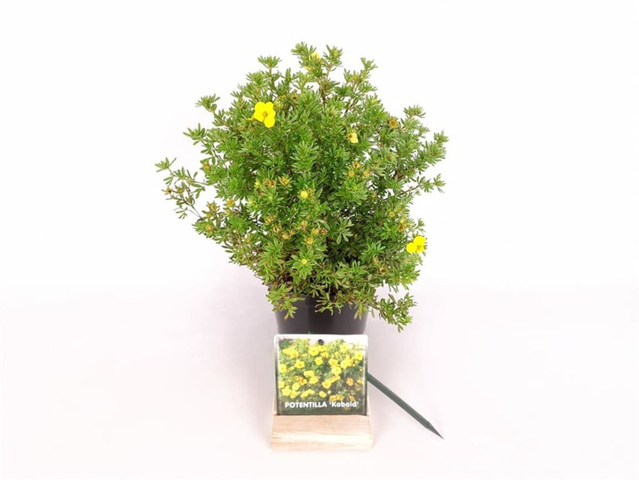 Sidabrakrūmis paprastasis (Lot Potentilla f.) 'Kobold' C1,5/P15 20-25 CM