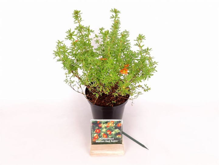 Sidabrakrūmis paprastasis (Lot Potentilla f.) 'Marian Red Robin' C1,5/P15 20-25 CM
