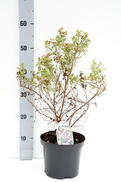 Sidabrakrūmis paprastasis (Lot Potentilla f.) 'Pink Paradise' C3/P19 25-30 CM