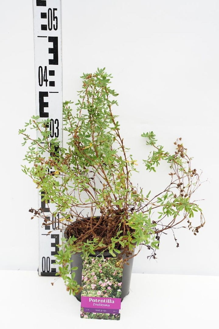 Sidabrakrūmis paprastasis (Lot Potentilla f.) 'Pink Queen' C1,5/P15 25/+ CM