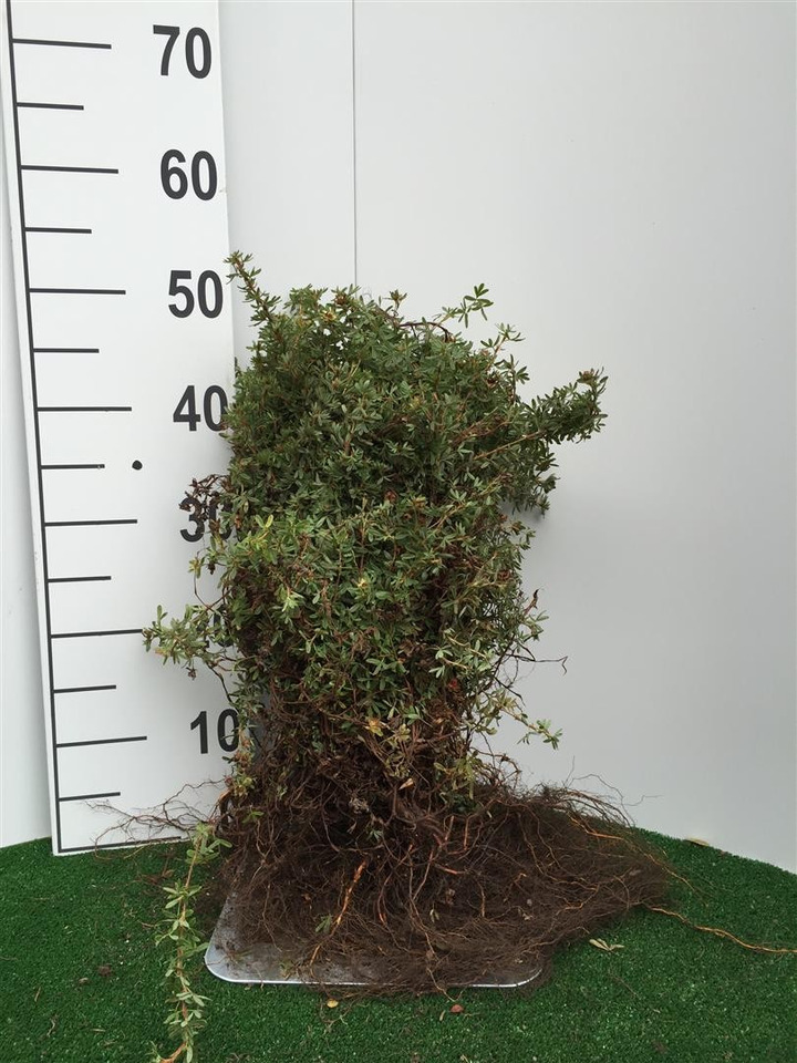 Sidabrakrūmis paprastasis (Lot Potentilla f.) 'Red Ace' 0+1 30-50 CM