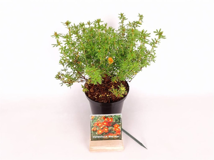 Sidabrakrūmis paprastasis (Lot Potentilla f.) 'Red Ace' C1,5/P15 20-25 CM