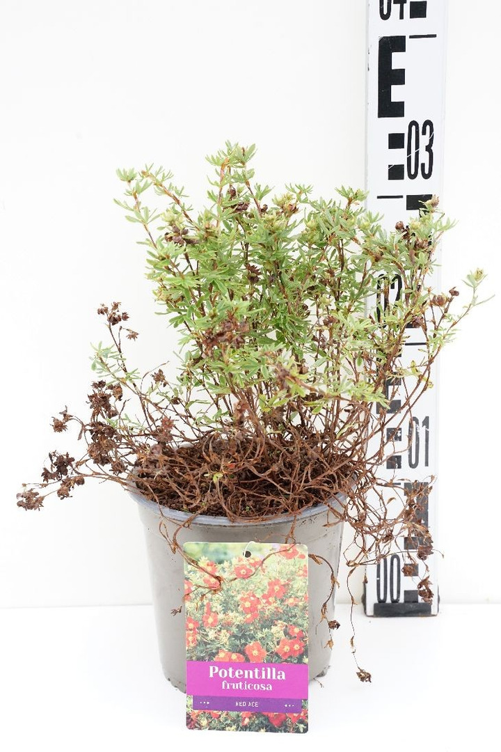 Sidabrakrūmis paprastasis (Lot Potentilla f.) 'Red Ace' C1,5/P15 25/+ CM