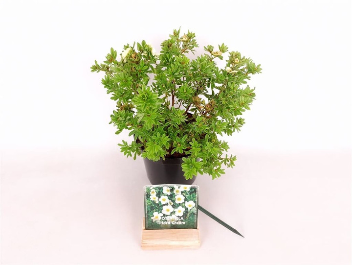 Sidabrakrūmis paprastasis (Lot Potentilla f.) 'Tilford Cream' C1,5/P15 20-25 CM
