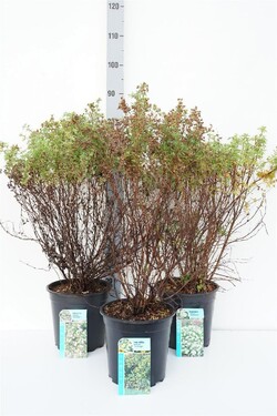Sidabražolė MIX (Lot Potentilla in) C6,5/P24 30-40 CM