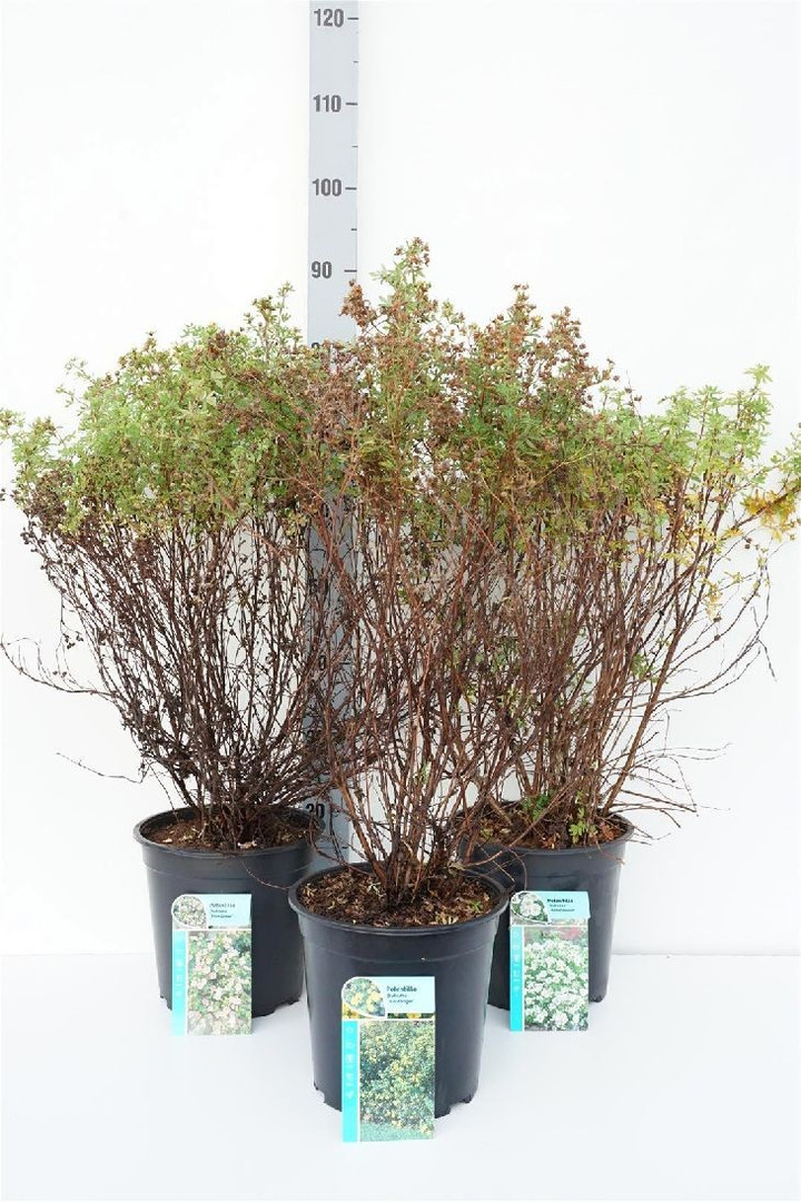 Sidabražolė MIX (Lot Potentilla in)  C6,5/P24 30-40 CM