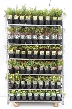 Sidabražolė MIX (Lot Potentilla in) C1,5/P15 20-25 CM