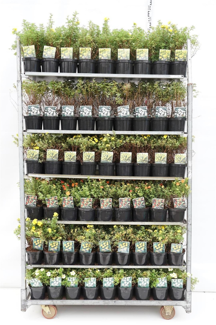 Sidabražolė MIX (Lot Potentilla in)  C1,5/P15 20-25 CM