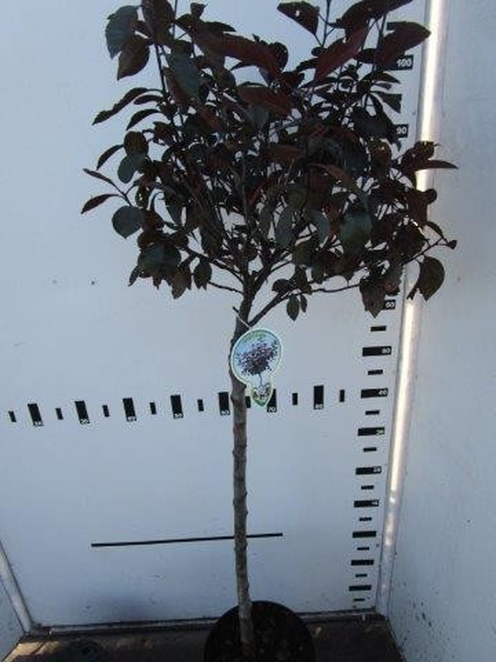 Raudonlapė vyšnia (Lot Prunus cistena)  C4/P21 STIEBAS 60 CM