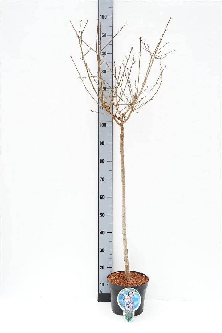 Vyšnia ankstyvoji (Lot Prunus incisa) 'Cunera' C5/P23 STIEBAS 80 CM
