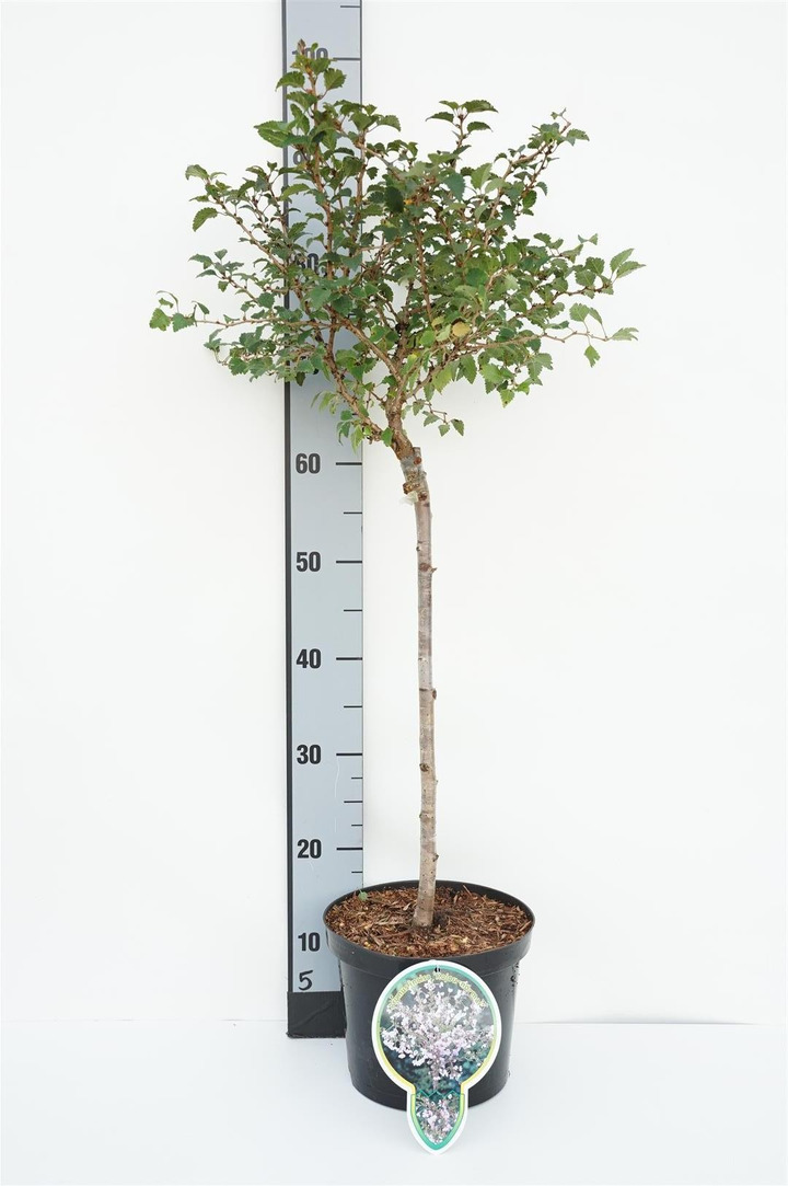 Vyšnia ankstyvoji (Lot Prunus incisa) 'Kojou-no-mai' C4/P21 STIEBAS 40 CM  2JR