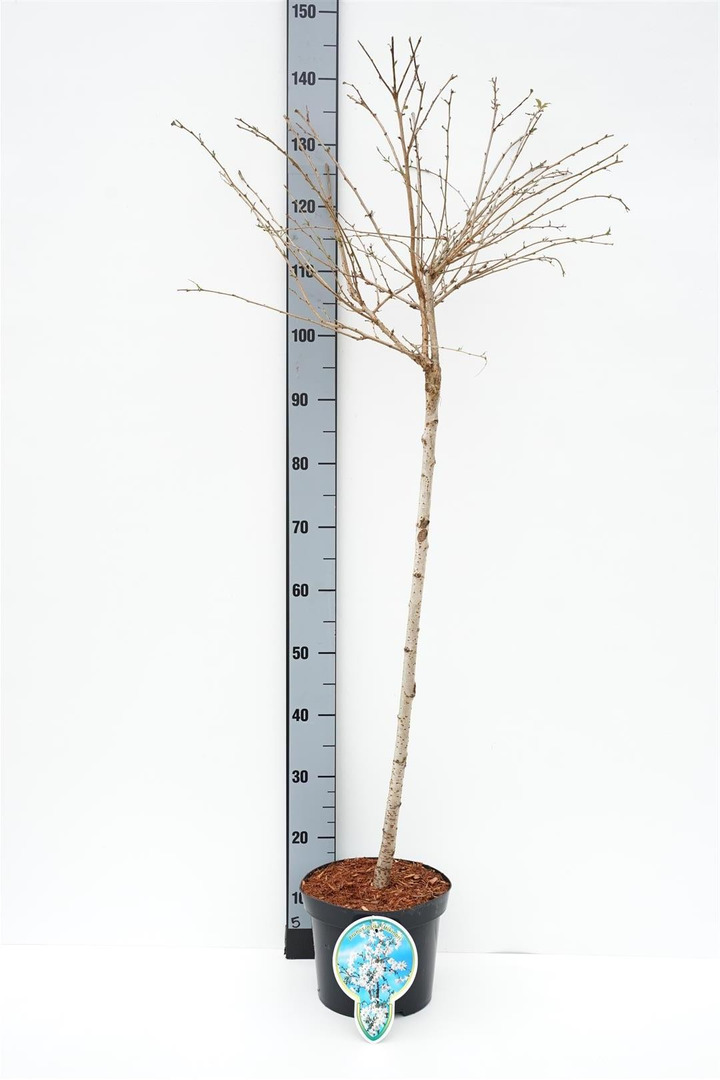Vyšnia ankstyvoji (Lot Prunus incisa) 'Mikinori' C5/P23 STIEBAS 80 CM