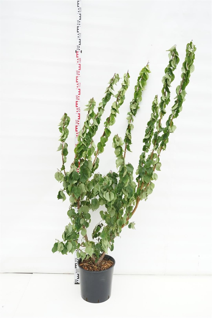 Japoninis abrikosas (Lot Prunus mume)  C18 100-125 CM