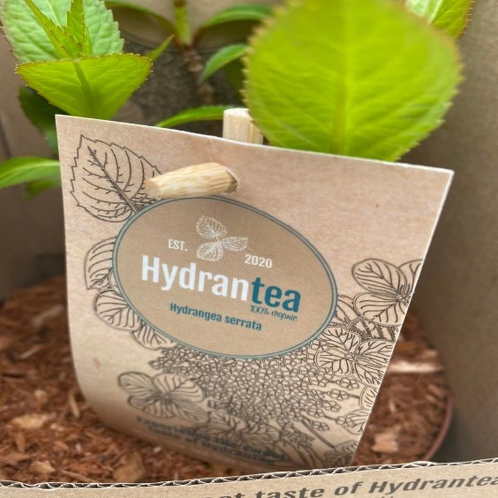 HydranTEA SERRATA C5-HORTENZIJOS-KRŪMAI