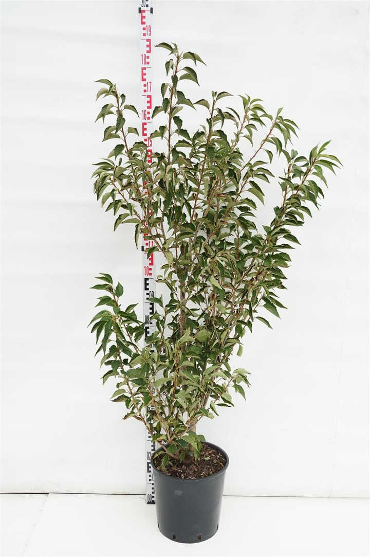 Vyšnia Tibeto (Lot Prunus serrula)  C18 100-125 CM