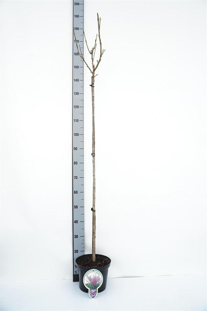 Vyšnia smailiadantė (Lot Prunus serr.) 'Kanzan' C5/P23 STIEBAS 120 CM