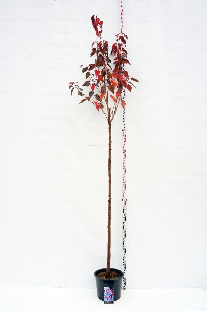 Vyšnia smailiadantė (Lot Prunus serr.) 'Royal Burgundy' C15 STIEBAS 180 CM KAMIENO APIMTIS 10-12 CM