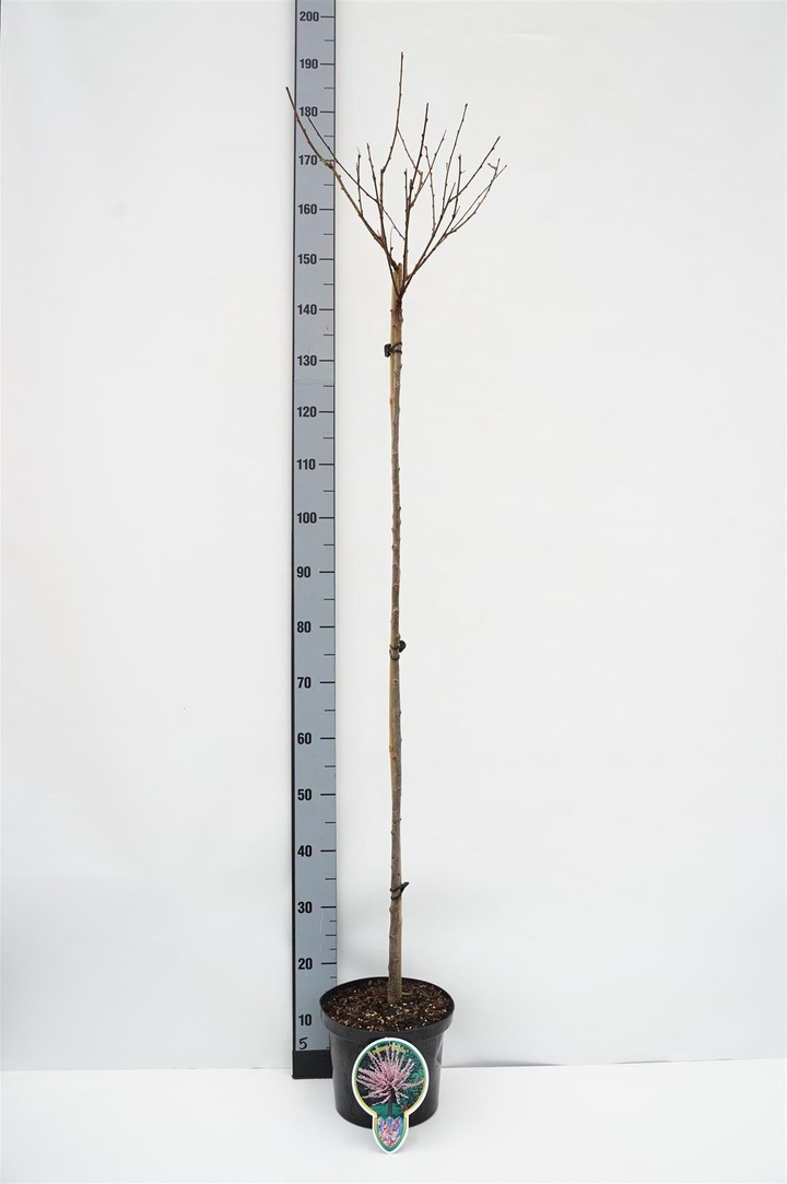 Migdolas triskiautis (Lot Prunus triloba)  C5/P23 STIEBAS 120 CM