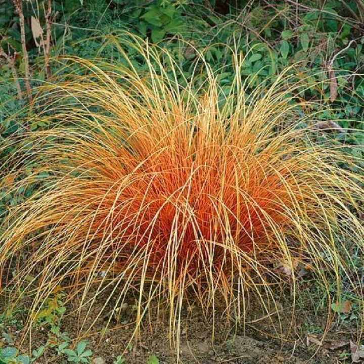 Viksva (Carex Comans) 'BRONZE PERFECTION'-VIKSVOS-SMILGOS - VARPINIAI AUGALAI