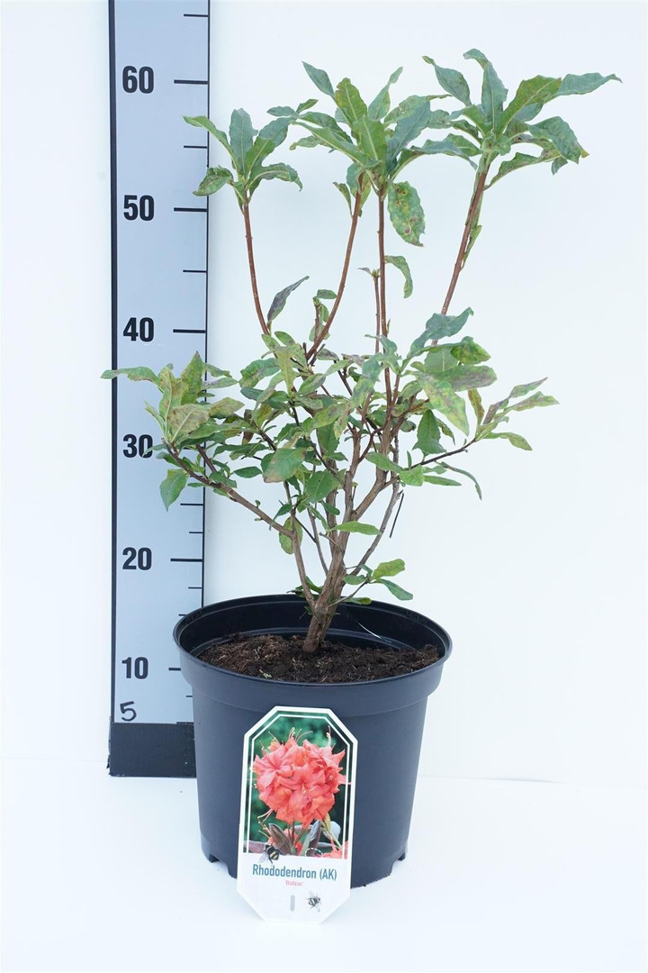 Rododendras (Lot Rhododendron) 'Balzac' C5/P23 40/+ CM