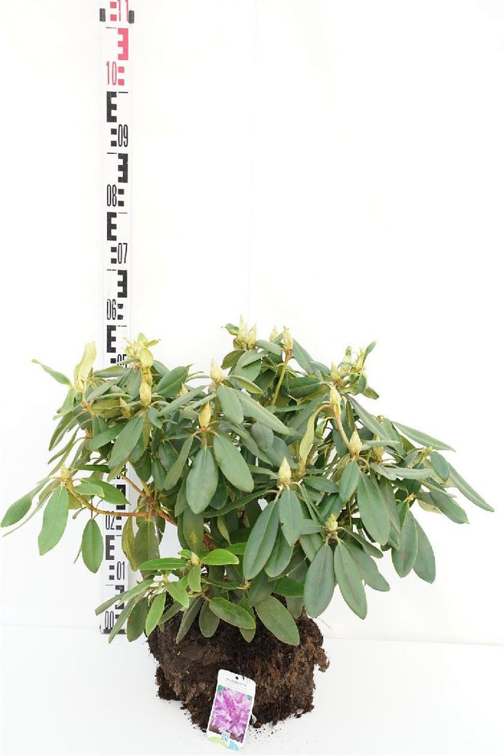 Rododendras (Lot Rhododendron) 'Catawb. Boursault' 40-60 CM RB